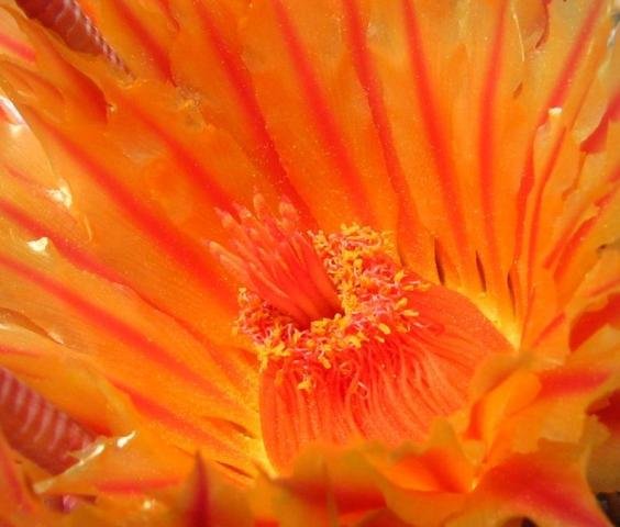 fero cactus rectispinus